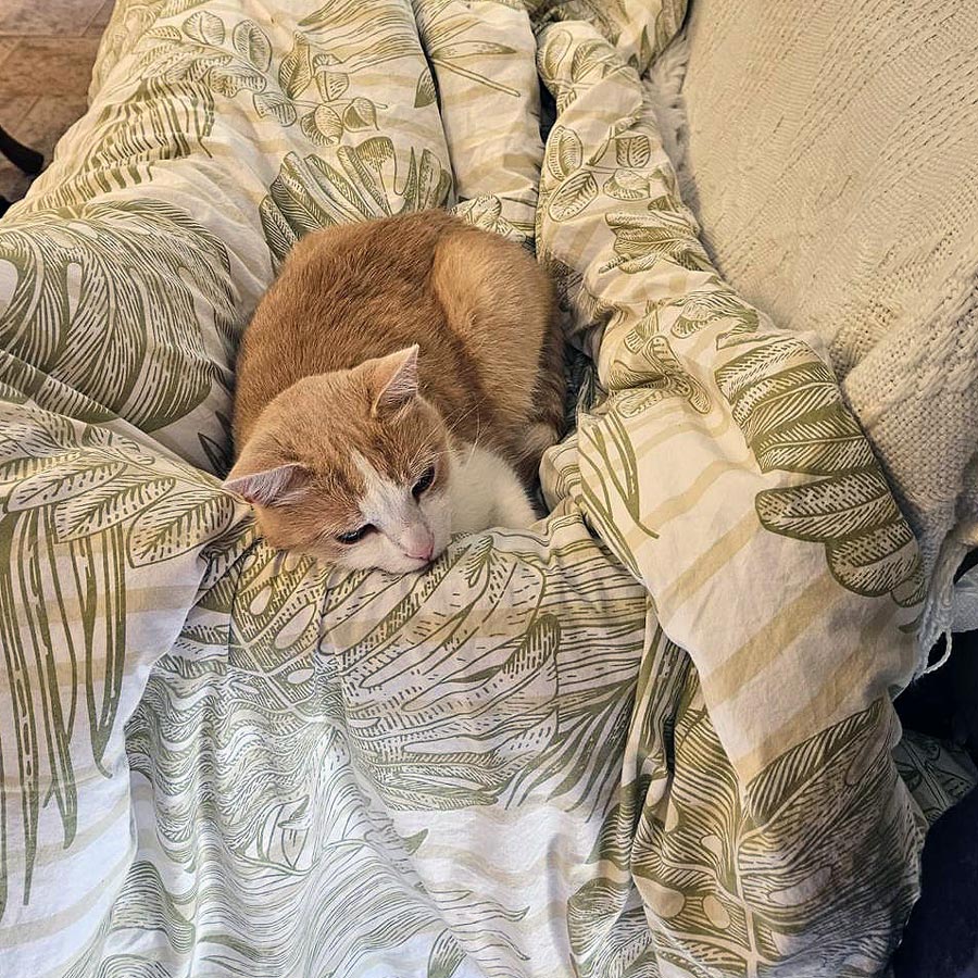 Bild einer Katze die eingekuschelt im Bett liegt